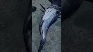 Real Life Mermaid Caught in Durban South Africa KwaZulu-Natal