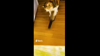Funniest pets❤️ Cute cats ❤️ Funny pets  Cute animals😂🤣 #shorts #viral #pets #funny #cats #dogs